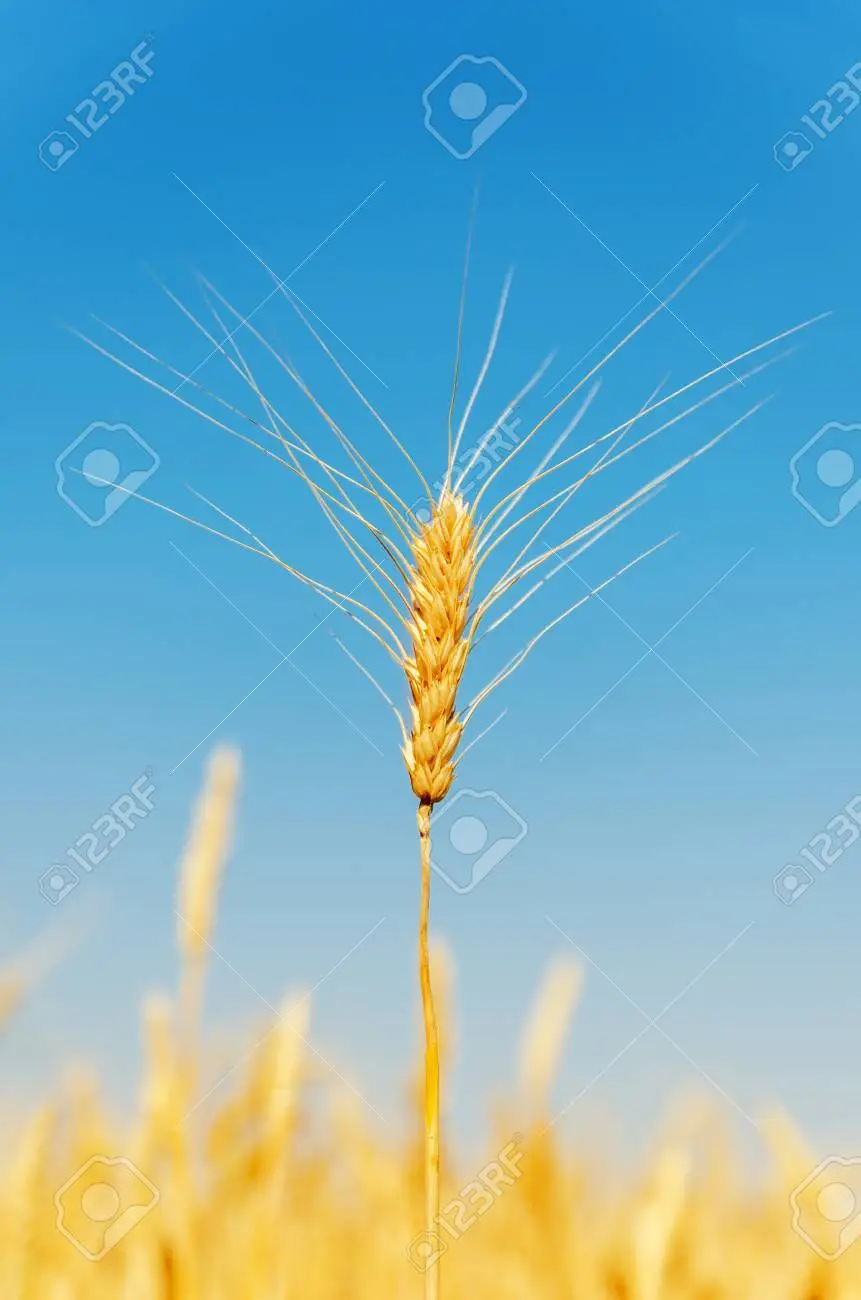Avatar de l'auteur